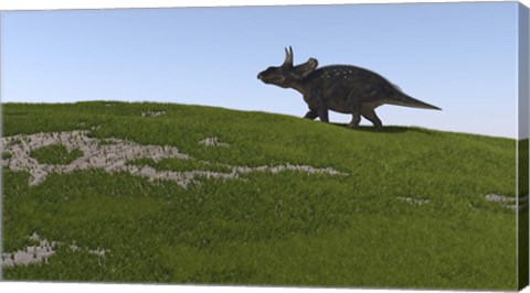 Framed Triceratops Walking Across a Grassy Field Print