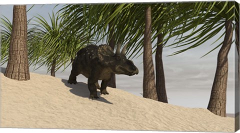 Framed Triceratops Walking in a Tropical Environment Print