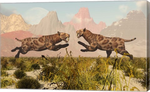 Framed Sabre Tooth Tigers Print