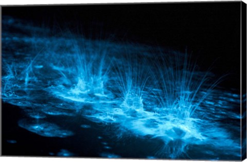 Framed Bioluminescence Splashes in the Gippsland Lakes Print