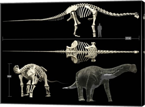 Framed Anatomy of a Titanosaur Print