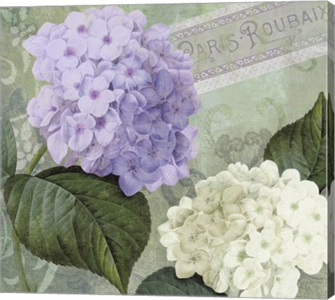 Framed Hortensia 1 Print