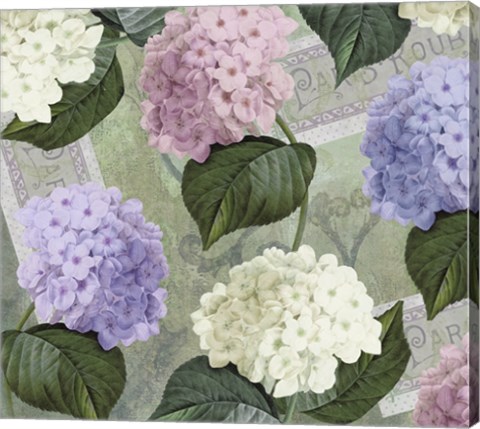 Framed Hortensia Soft Green Print