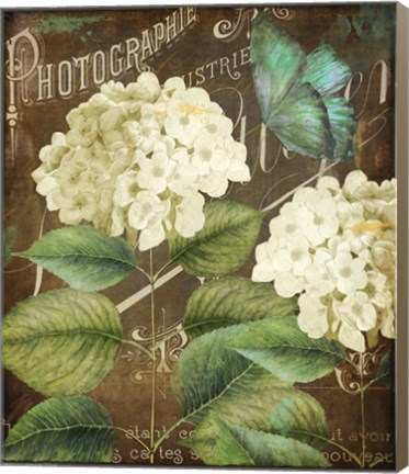 Framed Alabaster Hydrangea Print