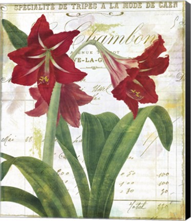 Framed Peppermint Amaryllis Print