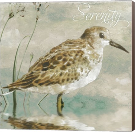 Framed Sand Piper I Print