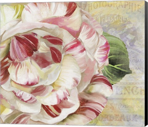 Framed Camellias II Print