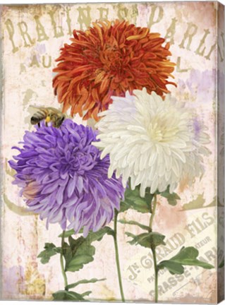 Framed Chrysanthemums Print