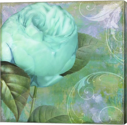 Framed Aqua Rose I Print