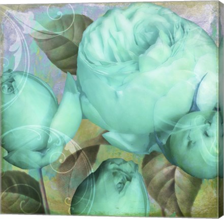 Framed Aqua Rose II Print