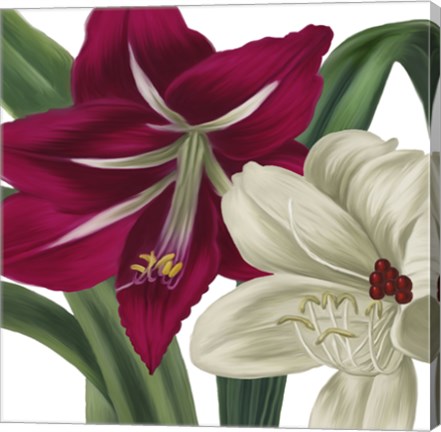 Framed Christmas Amaryllis I Print