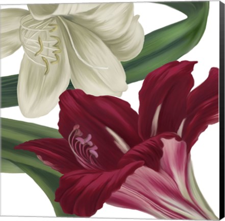 Framed Christmas Amaryllis II Print