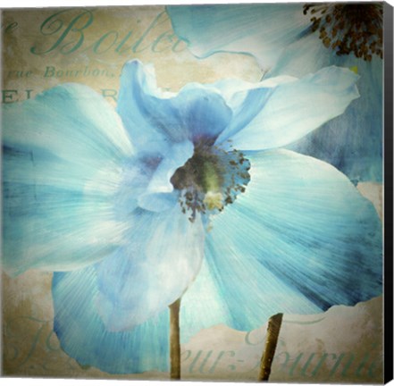 Framed Himalayan Blue II Print