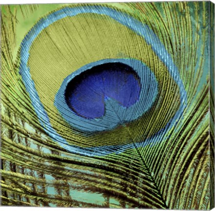 Framed Peacock Candy V Print