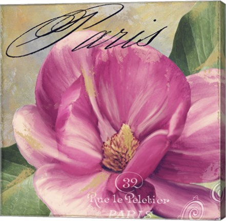 Framed Pink Magnolia I Print