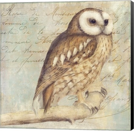 Framed White-Faced Owl Print