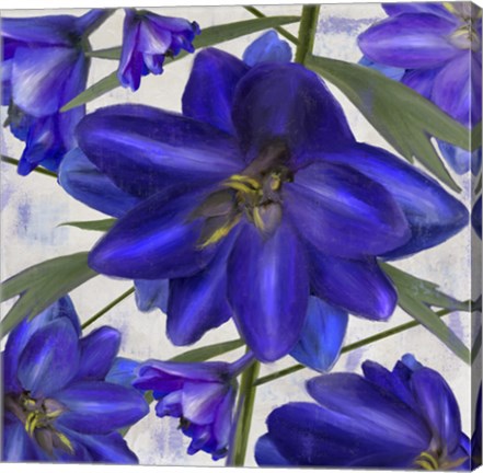 Framed Delphine I Print