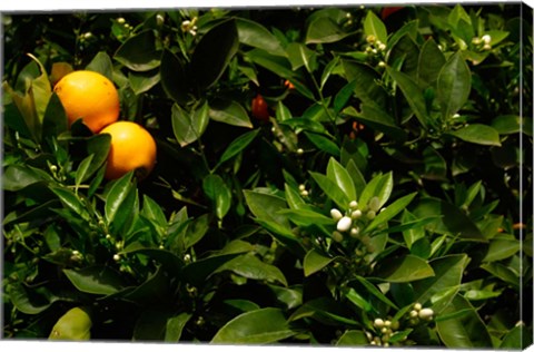 Framed Orange Tree, Tenerife, Canary Islands, Spain Print