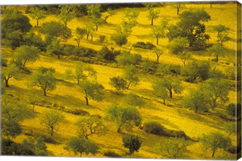 Framed Morning View of Farmland, Mallorca, Balearics, Spain Print