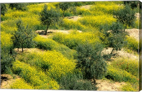 Framed Olive Trees, Provence of Granada, Andalusia, Spain Print