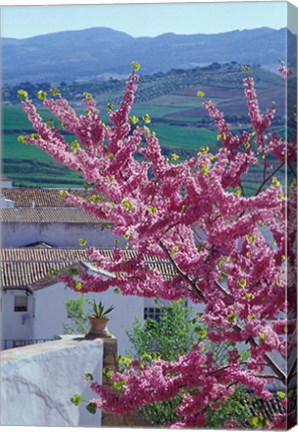 Framed Flowering Cherry Tree and Whitewashed Buildings, Ronda, Spain Print