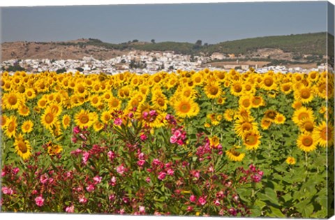 Framed Spain, Andalusia, Bornos Sunflower Fields Print