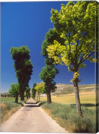 Framed Pilgrimage Road, El Camino de Santiago de Compostela, Castile, Spain Print