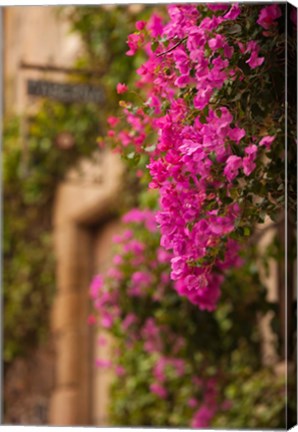 Framed Flower-covered Buildings, Old Town, Ciudad Monumental, Caceres, Spain Print