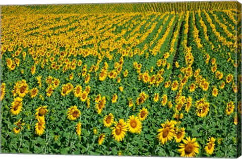 Framed Spain, Andalusia, Cadiz Province Sunflower Fields Print