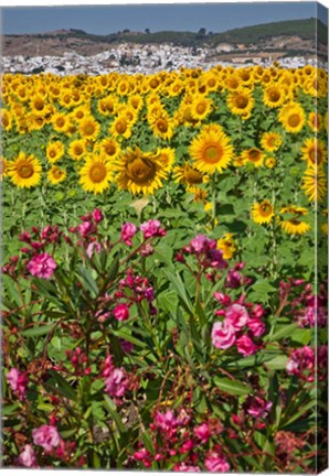 Framed Spain, Andalusia, Cadiz Province, Bornos Sunflower Fields Print