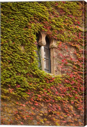 Framed Ivy-Covered Wall, Ciudad Monumental, Caceres, Spain Print