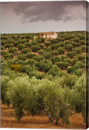 Framed Olive Groves, Jaen, Spain Print