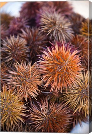 Framed Sea Urchins For Sale, Cadiz, Spain Print