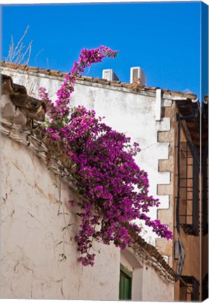 Framed Spain, Andalusia, Banos de la Encina Bougainvillea Growing on a Roof Print