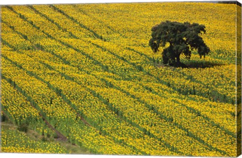 Framed Spain, Andalusia, Cadiz Province Lone Tree in a Field of Sunflowers Print