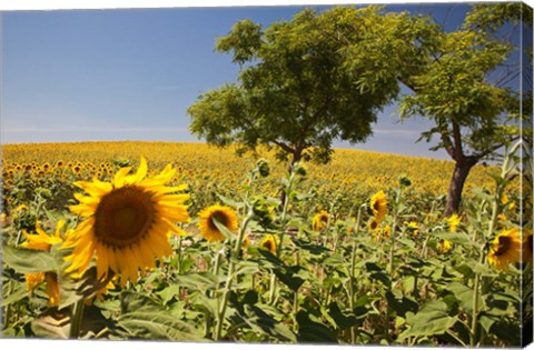 Framed Spain, Andalusia, Cadiz Province Trees in field of Sunflowers Print