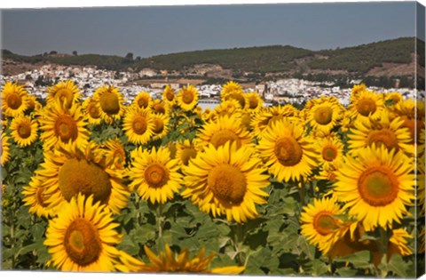 Framed Spain, Andalusia, Cadiz Province, Bornos Sunflower Fields Print