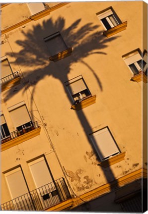 Framed Spain, Cadiz, Campo del Sur, Palm Shadow Print