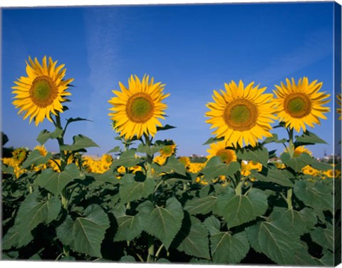 Framed Sunflowers, Spain Print