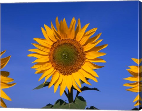 Framed Sunflowers, Spain Print