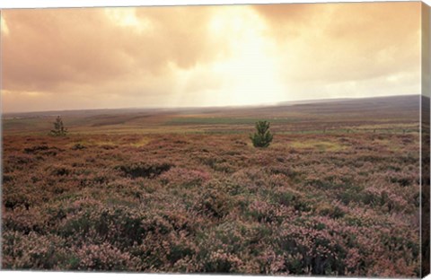 Framed Heather, near Danby, North York Moors, England Print