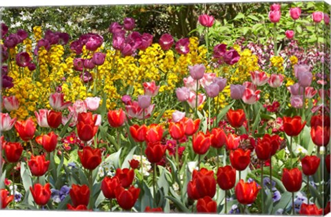 Framed Tulips in St James&#39;s Park, London, England, United Kingdom Print