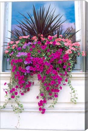 Framed Flower Box in London, England Print