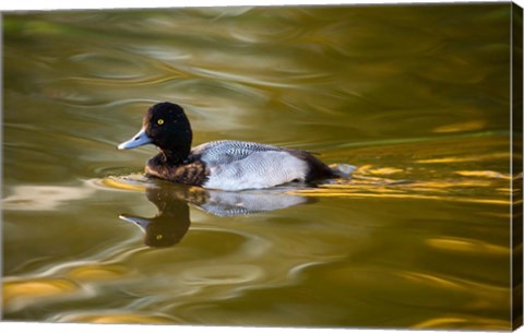 Framed UK, Tufted Duck on pond reflecting Fall colors Print