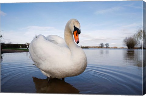 Framed Mute Swan (Cygnus olor) on flooded field, England Print