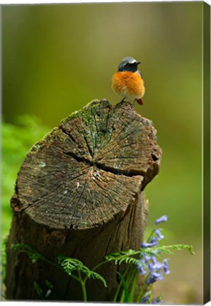 Framed Redstart bird, Forest of Dean, Gloucestershire, UK Print