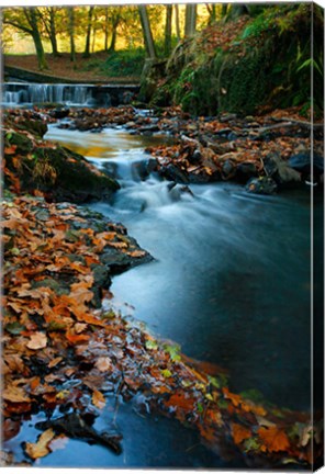 Framed Stream with Autumn Leaves, Forest of Dean, UK Print