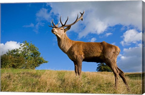 Framed UK Red Deer in countryside Print