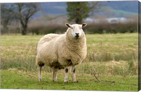 Framed UK, England, Cotswold Sheep farm animal Print