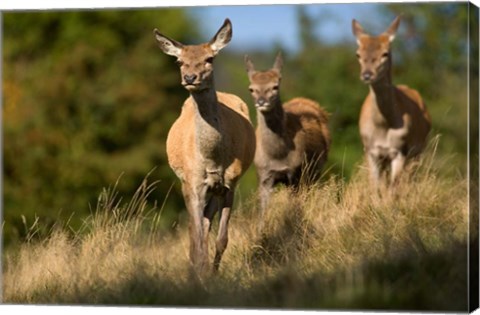 Framed UK, England, Red Deer, Hinds on heathland Print